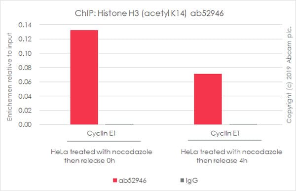 Anti-Histone H3 (acetyl K14) antibody [EP964Y] - ChIP Grade(AB52946)