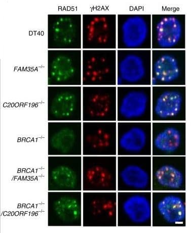 Anti-Rad51 antibody [EPR4030(3)](AB133534)