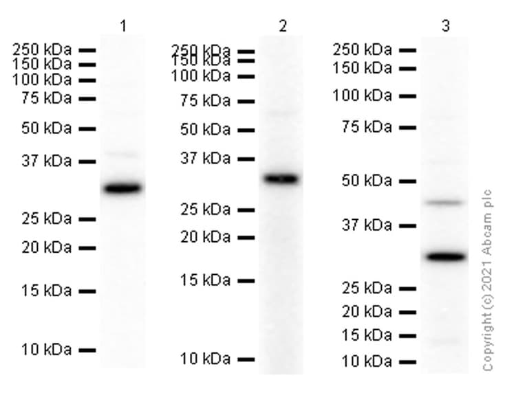 Anti-ING4 antibody [EP3804](AB108621)