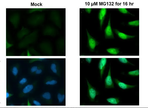 Anti-NRF2 antibody [HL1021] - BSA and Azide free(ab313825)