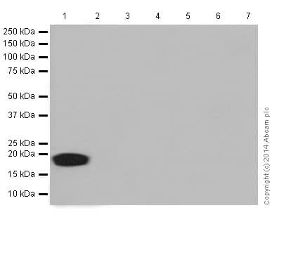 Cxcl15 Antibody Epr14470 Ab197016  Western Blot Img27428