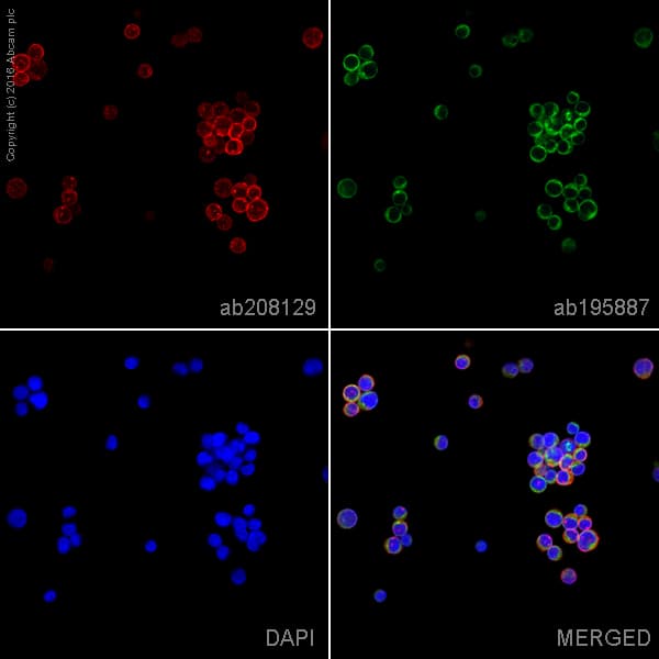 Alexa Fluor® 647 Anti-CXCR4 antibody [UMB2](AB208129)