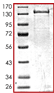 Recombinant human FAK protein(AB105909)
