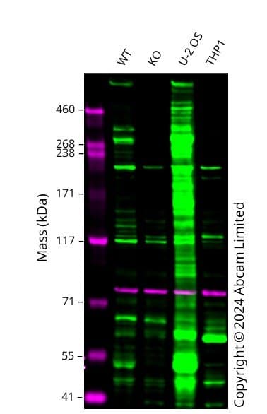 Anti-Nesprin 2 antibody [EPR28137-54](AB314872)