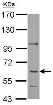 Anti-P4HA1 antibody(AB127564)