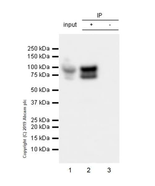 Anti-PSD95 antibody [EPR23124-118] - Synaptic Marker(AB238135)