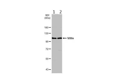 Anti-Villin antibody(AB97512)
