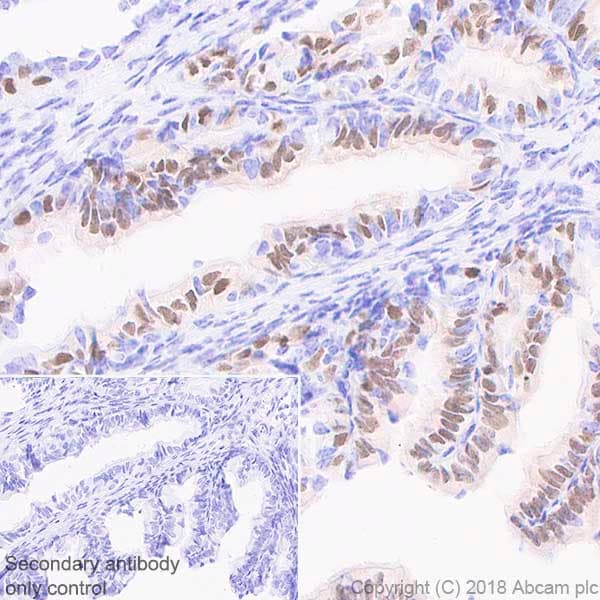 Anti-FoxJ1 antibody [EPR21874](AB235445)