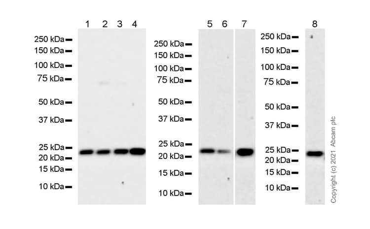 Anti-CBX1 / HP1 beta antibody [EPR24242-78](AB270988)