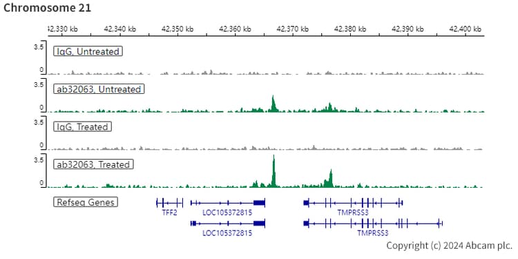 Anti-Estrogen Receptor alpha antibody [E115] - ChIP Grade(ab32063)