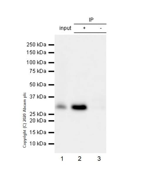 P27 Kip 1 Phospho S10 Antibody Ep2332y Ab62364  Immunoprecipitation Img4096