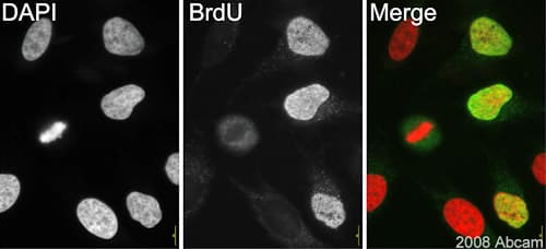 Anti-BrdU antibody [IIB5](AB8152)