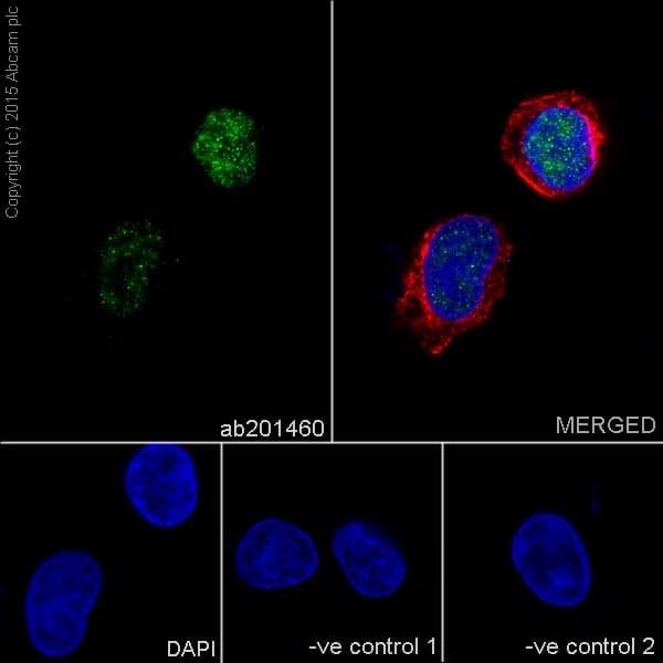 Anti-HNF-4-alpha antibody [EPR16885-99] - BSA and Azide free(AB231167)
