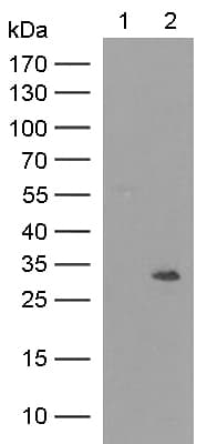 Anti-Nmnat1/NMNAT antibody [OTI1F7](AB118270)
