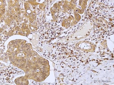 Casr Antibody Ab137408  Immunohistochemistry Formalin Pfa Fixed Paraffin Embedded Sections Img33042
