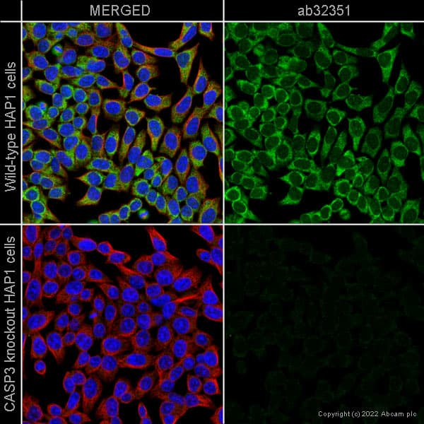 Anti-Caspase-3 antibody [E87](AB32351)