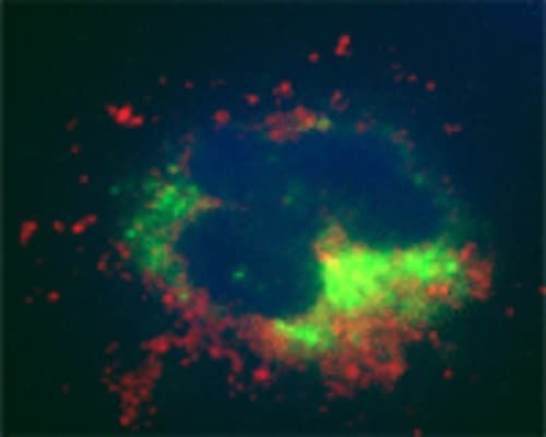 Anti-LC3C antibody(ab244212)