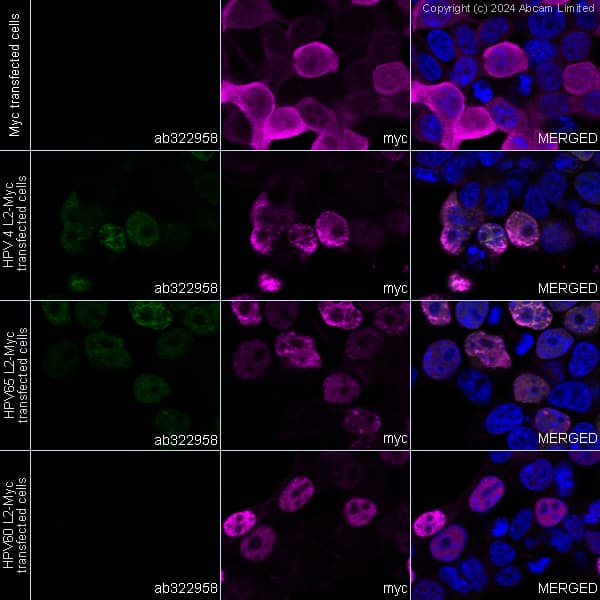 Anti-Myc tag antibody(AB9106)