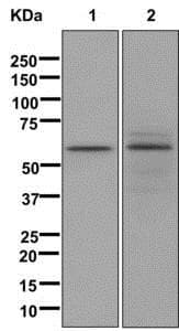 Anti-LINGO4 antibody [EPR12600](AB174832)
