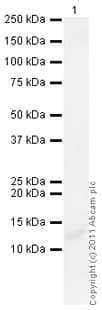 Parathyroid Hormone Antibody Ab40630  Western Blot Img100861