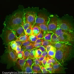 Neutrophil Marker (CD11b, CD16, CD32, CD44, CD55) Antibody Panel - Human(AB254016)