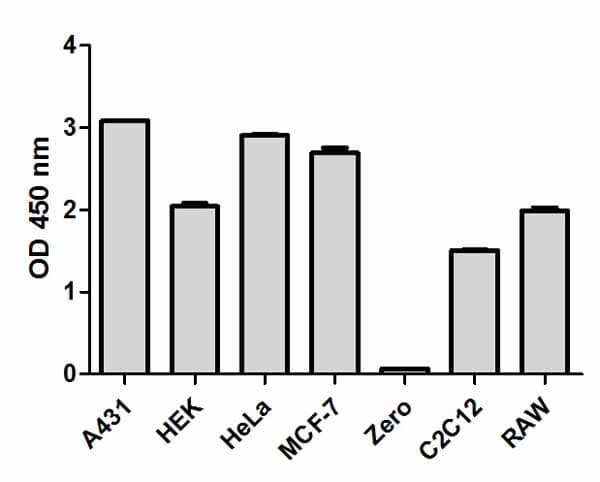 NF kappaB p65 ELISA Kit(AB176648)