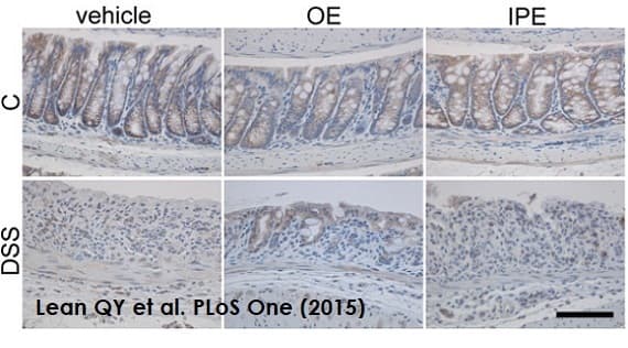 Dab Substrate Kit(ab64238)