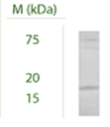 Anti-LC3C antibody(ab244212)