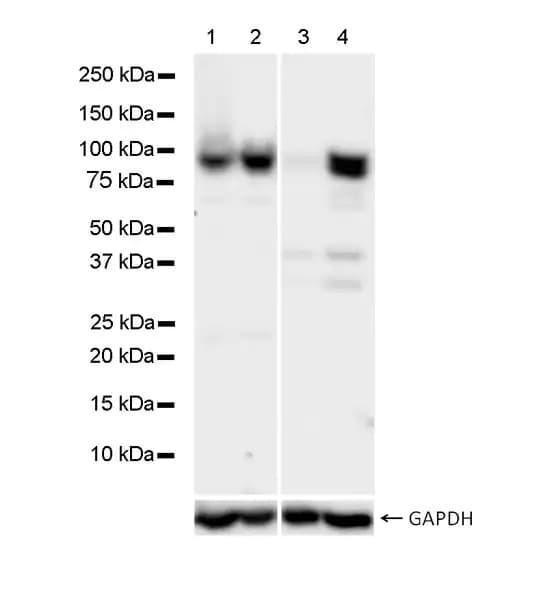 Anti-STAT1 antibody [1/Stat1](AB281999)
