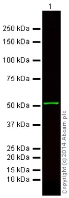 Anti-alpha Tubulin antibody [DM1A] - Loading Control(AB7291)