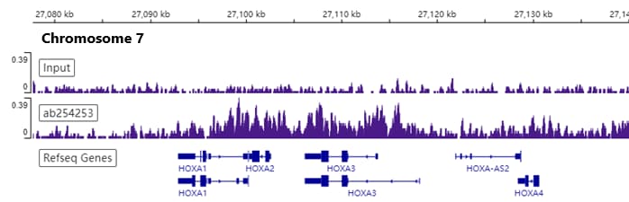 Anti-Bmi1 antibody [EPR22604-160] - ChIP Grade(ab254253)