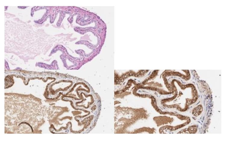 Anti-FGFR2 antibody(AB235277)