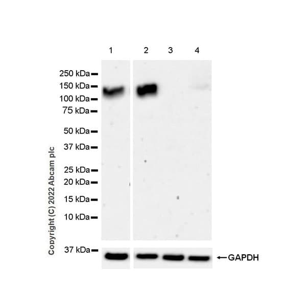 Anti-GluN3A+GluN3B antibody [EPR25287-45](AB302534)