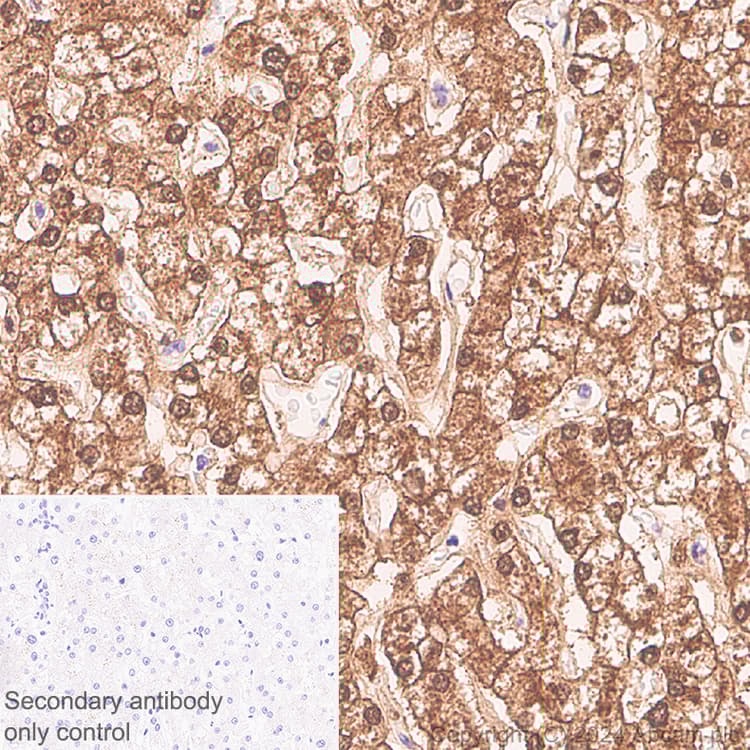 Anti-NNMT antibody [EPR29205-77] - BSA and Azide free