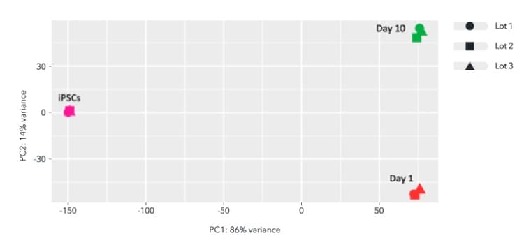 Iomicroglia Human Ipsc Derived Cells Ab317488  Sequencing Img429729