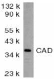 Anti-DFFB/CAD antibody(ab8401)