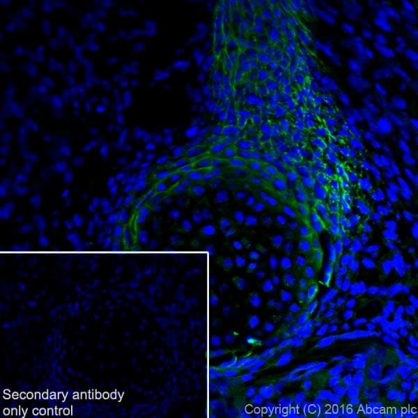 Anti-Tenascin C antibody [EPR4219](AB108930)