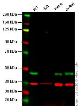 Anti-TDP43 antibody [3H8](AB104223)