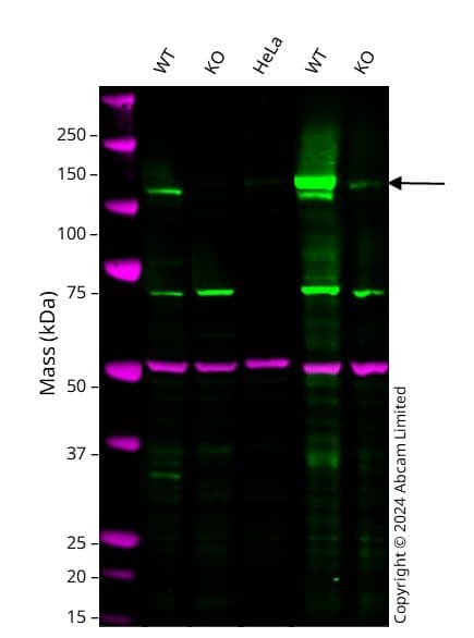 Anti-Rb antibody [EPR17512](AB181616)