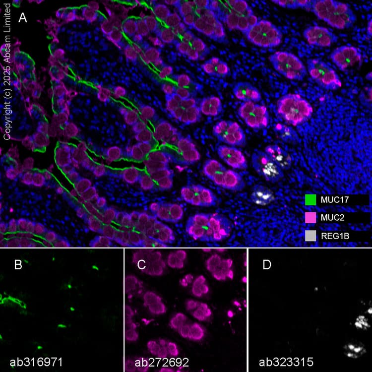Anti-MUC2 antibody [EPR23479-47](AB272692)