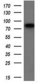 Samhd1 Antibody Oti1a1 Ab128107  Western Blot Img150386