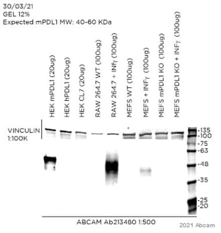 Anti-PD-L1 antibody [EPR20529](AB213480)
