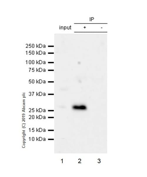 Il 27 A Antibody Epr18247 86 Ab252216  Immunoprecipitation Img4201