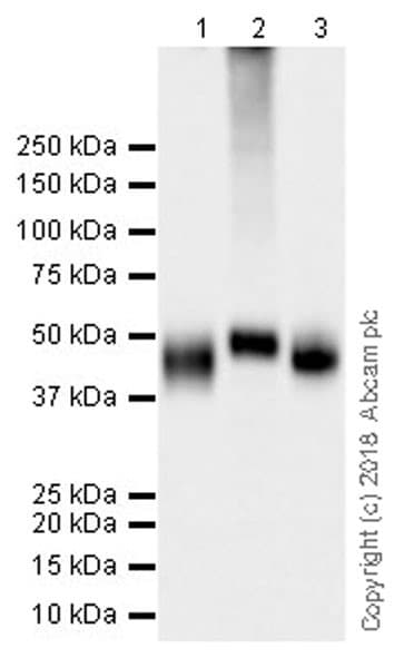 Anti-PD-L1 antibody [73-10](AB228415)