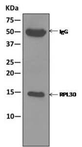 Rpl30 Antibody Epr11624 Bsa And Azide Free Ab249601  Immunoprecipitation Img60702