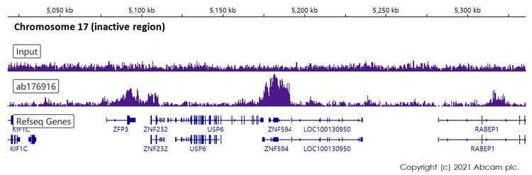 Anti-Histone H3 (tri methyl K9) antibody [EPR16601] - ChIP Grade(AB176916)