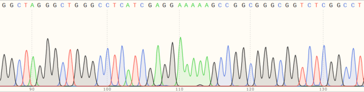 Human PINK1 knockout HEK-293T cell line(ab266393)