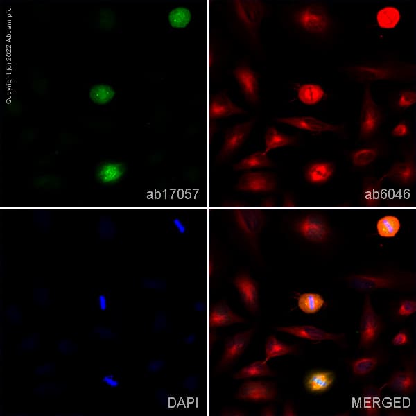 Plk1 Antibody 36 298 Bsa And Azide Free Ab178666  Immunocytochemistry Img165223