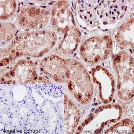 Gbf1 Antibody Epr14889 C Terminal Ab189512  Immunohistochemistry Formalin Pfa Fixed Paraffin Embedded Sections Img48862