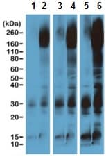 Phosphotyrosine Antibody Rm111 Ab190824  Western Blot Img106965